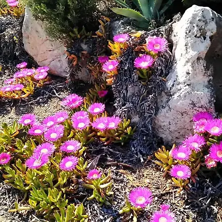 Trullo Dell Orto 度假居 奥斯图尼