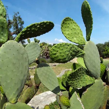 Trullo Dell Orto